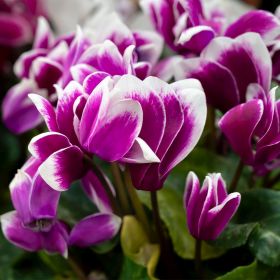 Cyclamen Purple Bicolour 9cm